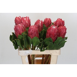 Protea Cynaroides Red Rex