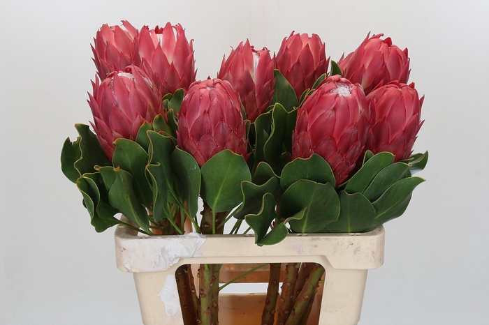 Protea Cynaroides Red Rex