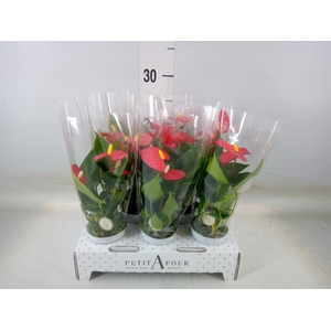 Anthurium andr. 'Red Champion'