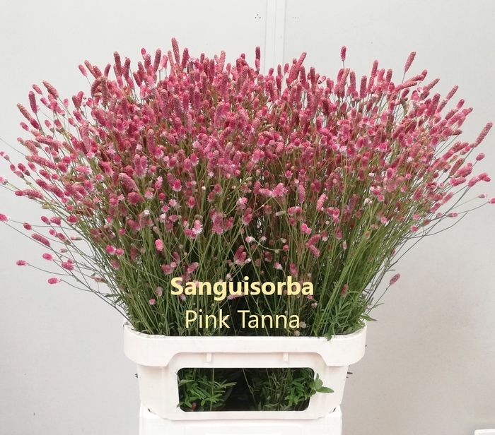 <h4>SANG OF PINK TANNA</h4>