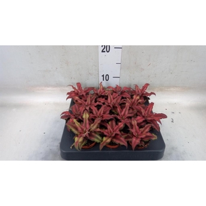 Cryptanthus bivittatus 'Red Star'