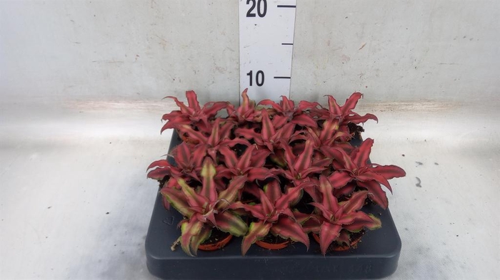 <h4>Cryptanthus bivittatus 'Red Star'</h4>