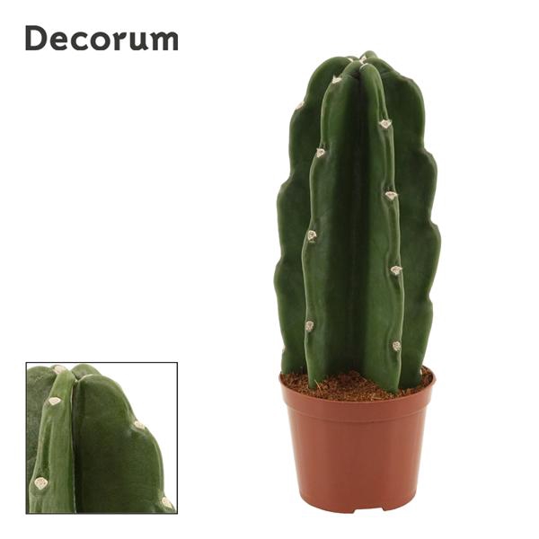 <h4>Cuddly Cactus 9 cm (Cereus Jamacaru) (Decorum)</h4>