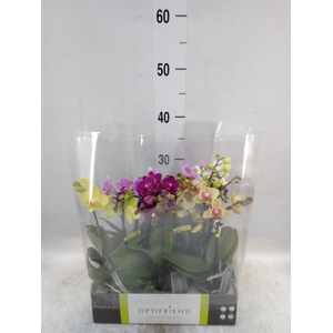 Phalaenopsis multi.   ...mix  5
