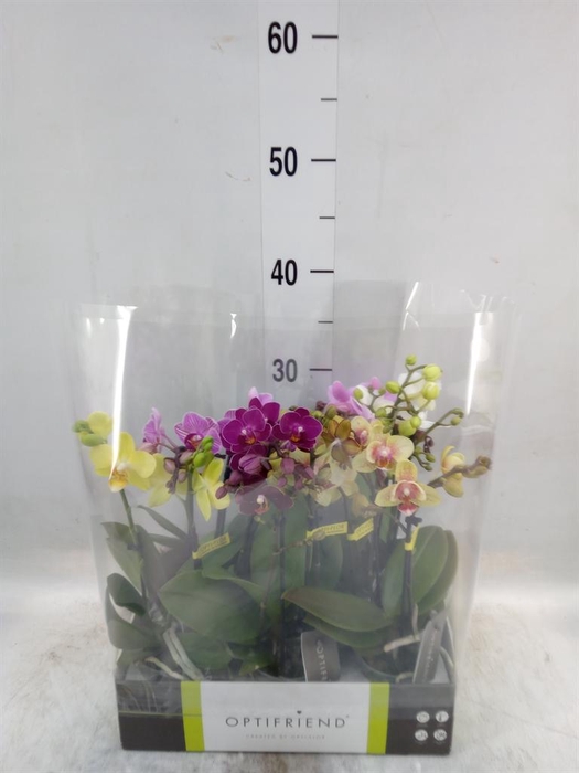 <h4>Phalaenopsis multi.   ...mix  5</h4>