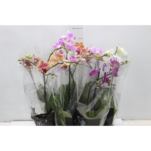 PHALAENOPSIS MINI P09