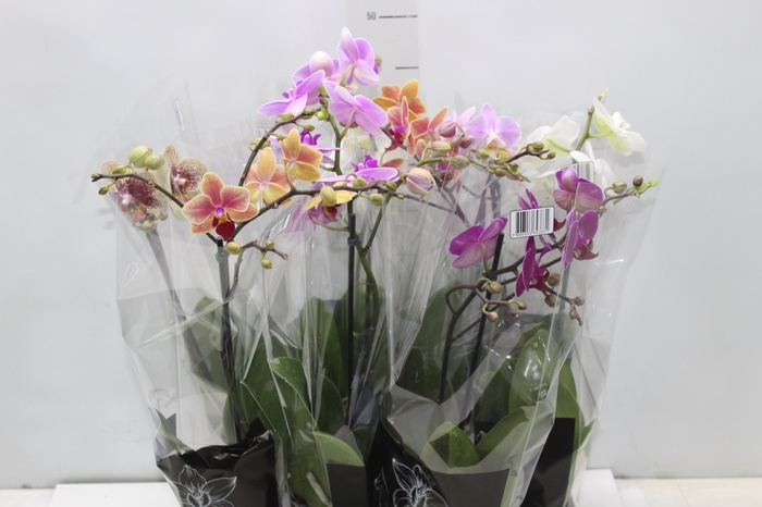 <h4>PHALAENOPSIS MINI P09</h4>