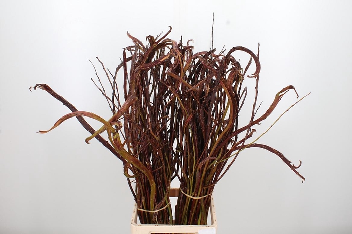 <h4>Salix Bandwilg</h4>