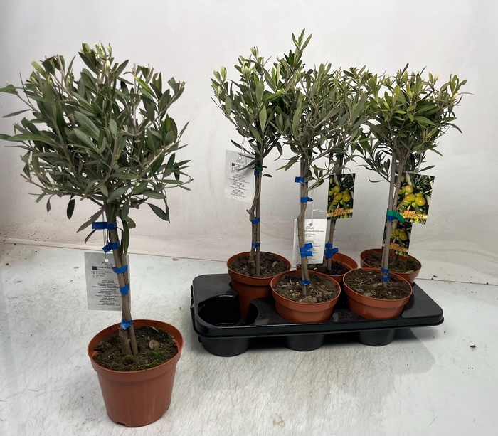 <h4>OLEA EUROPAEA</h4>