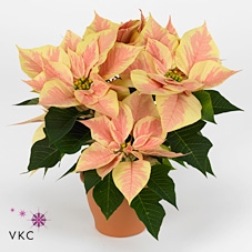 Ceramic Pot Brown 7cm