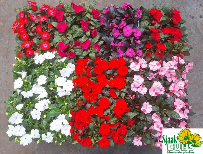 <h4>IMPAT NG GEM 6 KL</h4>