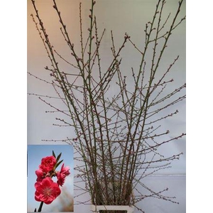 Prunus Red Vertakt