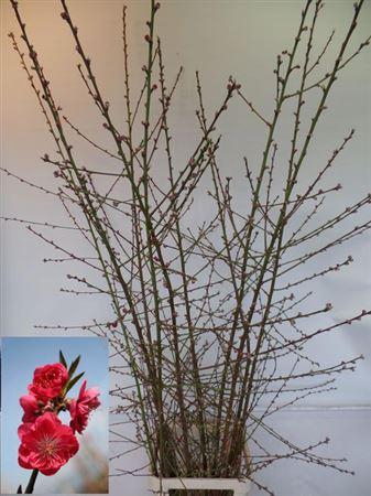 <h4>Prunus Red Xl</h4>