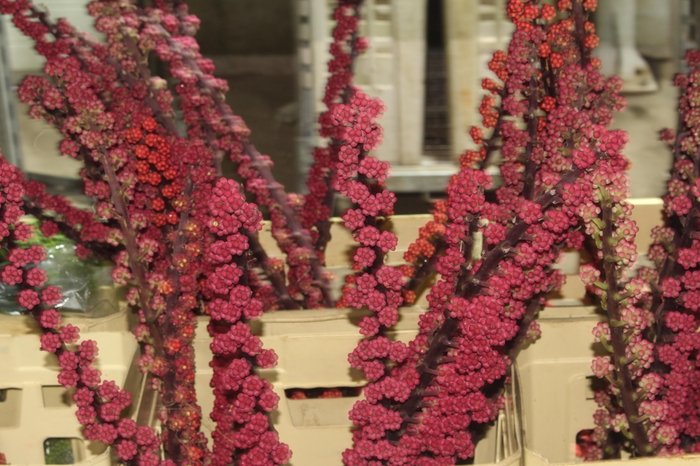 <h4>SEMENTE BRASSAIA</h4>