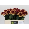 Dahlia Creme de Cognac