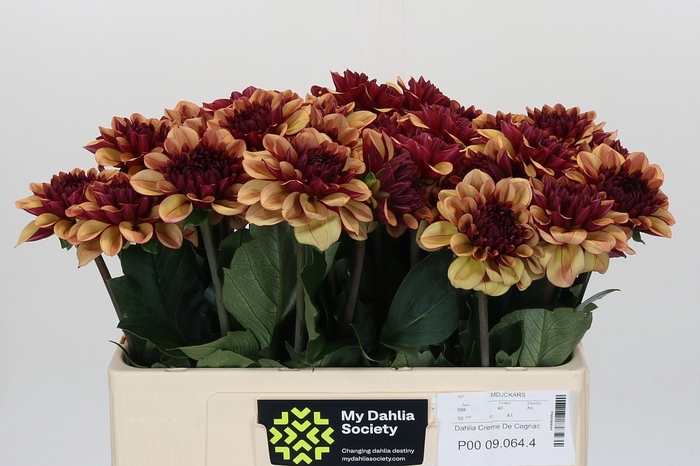 <h4>Dahlia Creme de Cognac</h4>