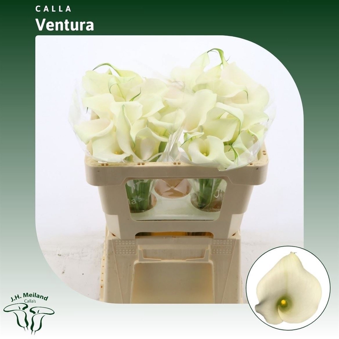Calla Ventura