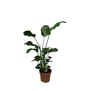 Strelitzia Nicolai p27 - hoogte 130-140