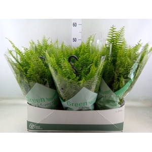 Nephrolepis exal. 'Green Moment'