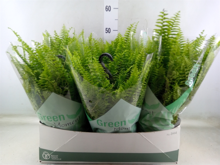<h4>Nephrolepis exal. 'Green Moment'</h4>