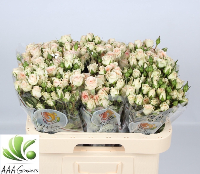 <h4>R TR ROSANELLA</h4>