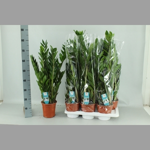 ZAMIO ZAMIIFOLIA