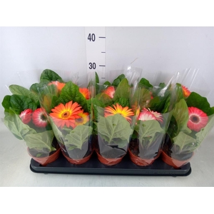 Gerbera   ...mix