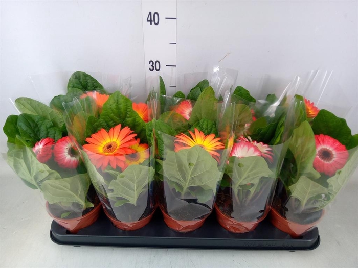 <h4>Gerbera   ...mix</h4>