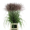 Miscanthus Rotfeder