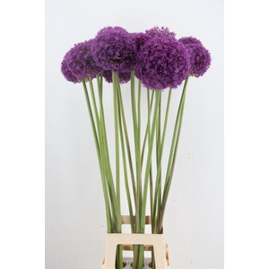 ALLIUM GROOTBLOEMIG