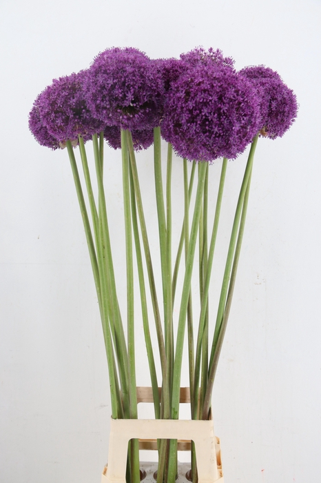<h4>ALLIUM GROOTBLOEMIG</h4>