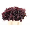 COTI C ROYAL PURPLE