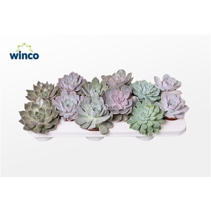 Echeveria Mix Xl (5 Spc.)