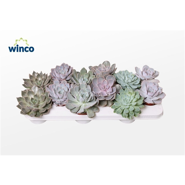 <h4>Echeveria Mix Xl (5 Spc.)</h4>