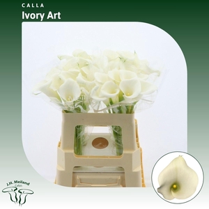 ZANT IVORY ART