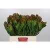 Leucadendron Goldstrike