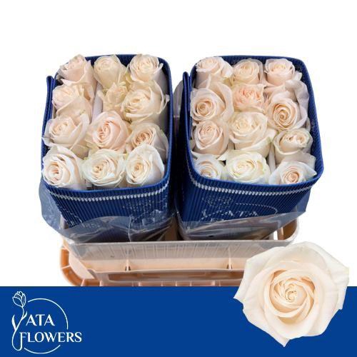 <h4>R GR VENDELA</h4>