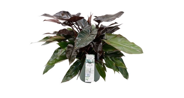 <h4>Philodendron Lisa</h4>