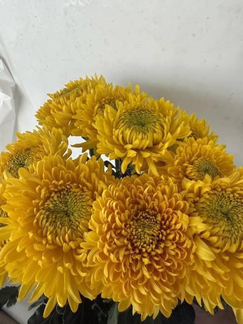 <h4>CHR G ARMG YELLOW</h4>