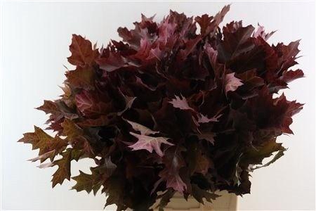<h4>QUERC RUB OV KLB H%</h4>