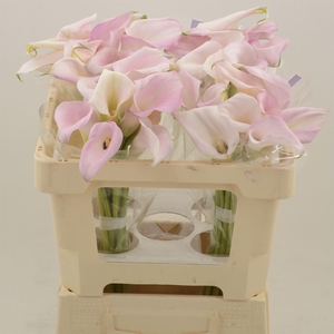 Calla Sweet Art
