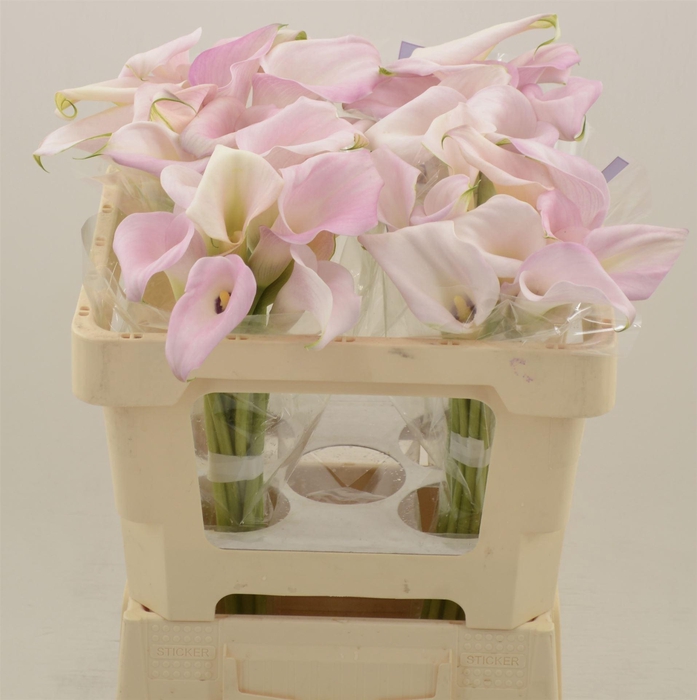 <h4>Calla Sweet Art</h4>