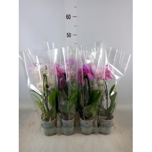 Phalaenopsis  'Elegant Cascade'