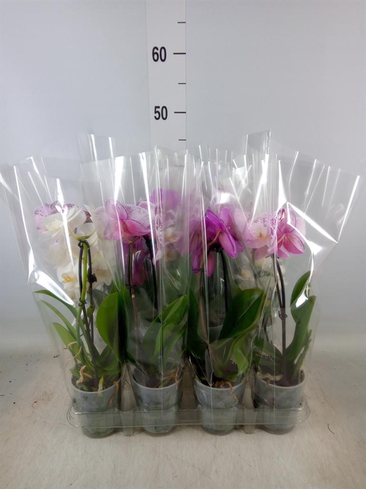 <h4>Phalaenopsis  'Elegant Cascade'</h4>