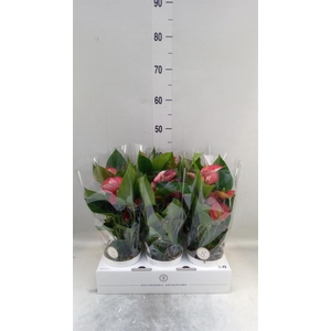 Anthurium andr. 'Livium  Brillante'