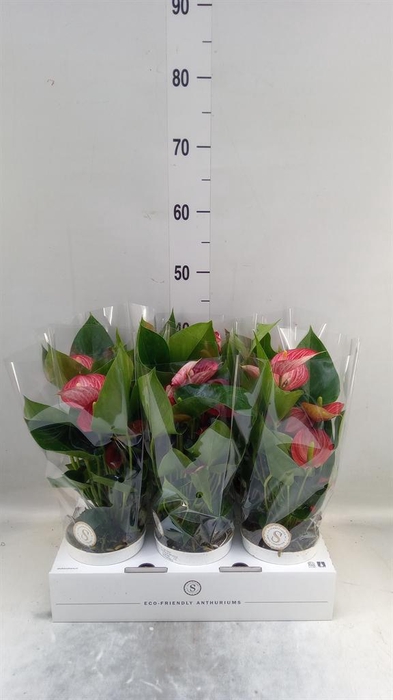 <h4>Anthurium andr. 'Livium  Brillante'</h4>