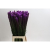 Liatris Callilepis
