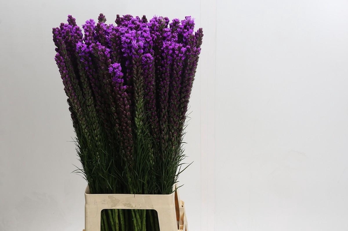 <h4>Liatris Callilepis</h4>