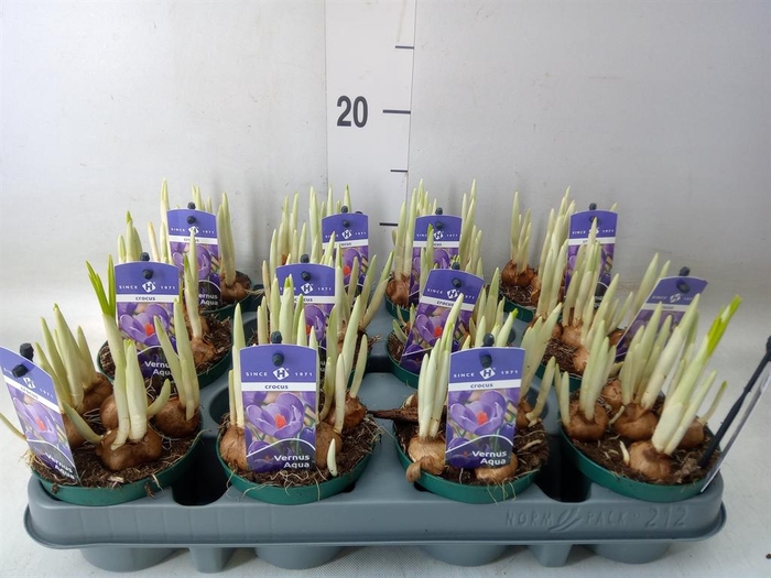 <h4>Crocus   ...in pot</h4>