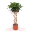Schefflera Compacta